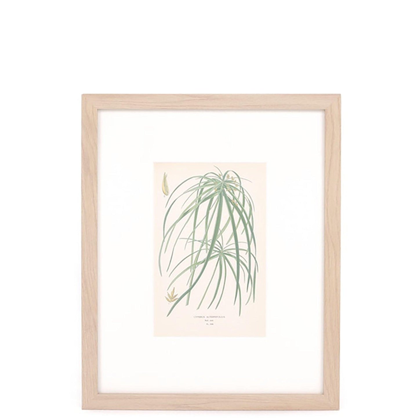 Motif de palmier à parapluie