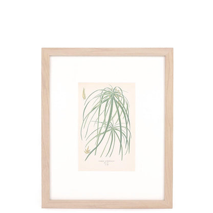 Motif de palmier à parapluie