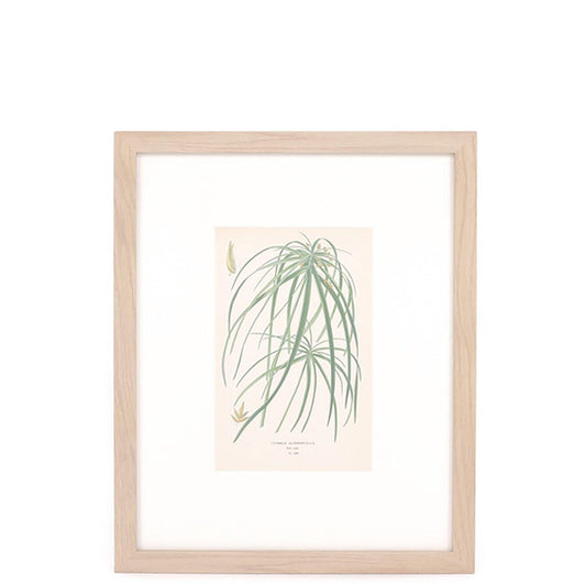 Motif de palmier à parapluie