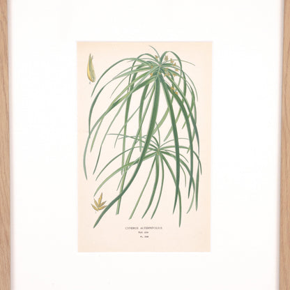 Motif de palmier à parapluie